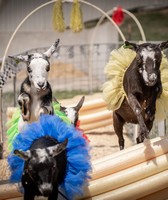 Winnebago County Fair