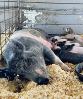 Eastern Idaho State Fair