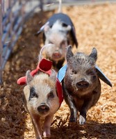 San Diego County Fair
