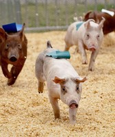 Middlesex County Fair
