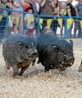 Three County Fair