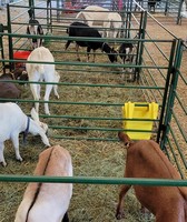 Itasca County Fair