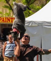 Clark County Fair