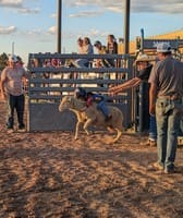 Laramie County Fair