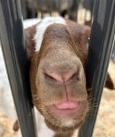 Laramie County Fair