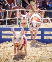 Marin County Fair