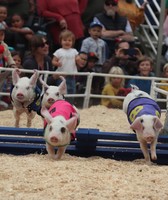Monterey County Fair