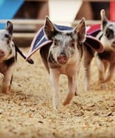 Sacramento County Fair