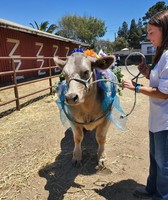 Santa Barbara County Fair