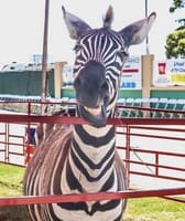 Ventura County Fair