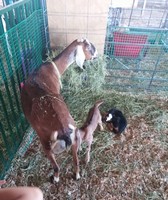 Columbia County Fair & Rodeo