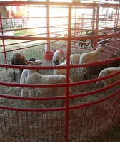 Suwannee County Fair