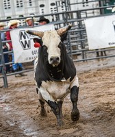 Buena Vista County Fair