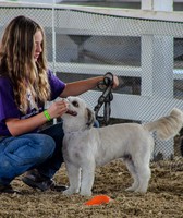 Clayton County Fair