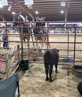 Davis County Fair