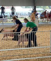 Shelby County Fair