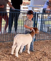 Vermilion County Fair