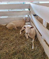 Grundy County Fair