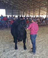 Mercer County Fair