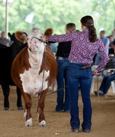 Stephenson County Fair