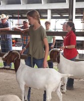 Coles County Fair