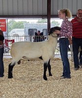 Bureau County Fair