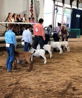 Benton County Fair