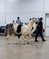 Boone County 4-H Fair