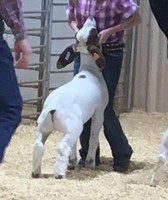 Lincoln County Fair