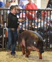 Labette County Fair