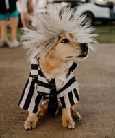 Boyle County Fair