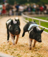 Franklin County Fair