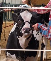 Hillsdale County Fair