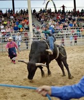 Midland County Fair