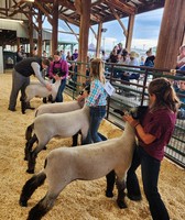 Sheridan County Fair