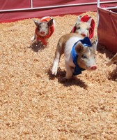 Sweetwater County Fair