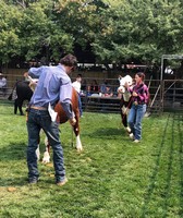 Tri-County Fair