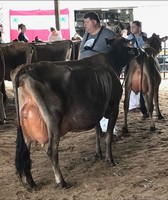 Allegany County Fair
