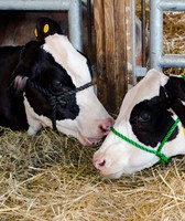 Iredell County Fair