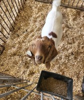 Fayette County Fair